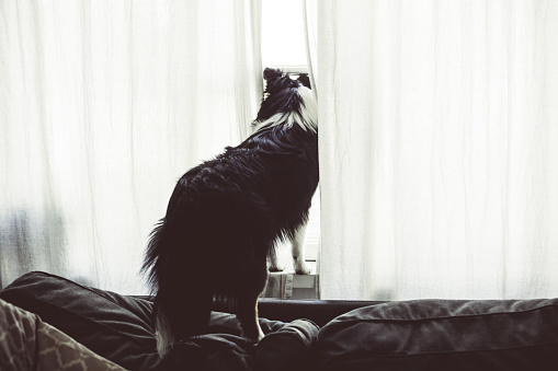 The Shetland Sheepdog is standing on the sofa in the living room. He looks out window. Tentment house. Interior. Krakow. Poland. No people