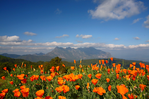 Orange puppy flowers with the Chiang Dow mountain in the background, a sunny day with blue sky and white clouds from Thailand.
