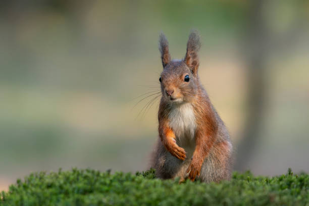 istock Curious Eurasian red squirrel (Sciurus vulgaris) in the forest 1417212541