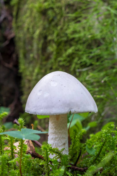 숲에서 천사 버섯을 파괴 - 독우산광대버섯 뉴스 사진 이미지