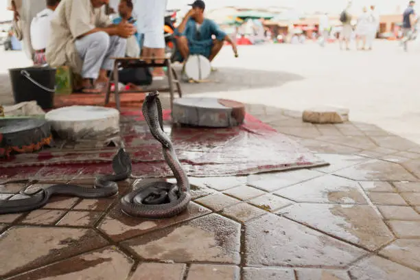 Photo of Black tamed cobra snake on cobra pose in an exotic market in Marrakesh