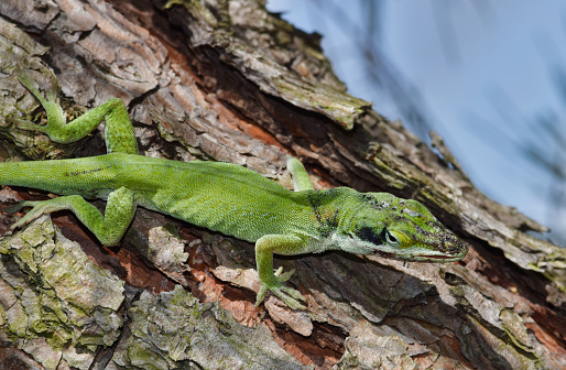 Green Carolina anole lizard (Anolis carolinensis) with facial injuries climbing a Pine tree in the wild, closeup side view.