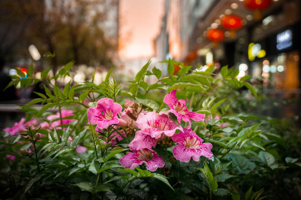 istock Beautiful Flowers In Pink 1417216595