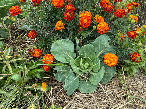 Tagetes and cauliflower growing together on the summer garden bed