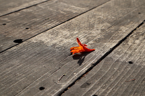 Dry orange flower on natural wood panel. Close up.