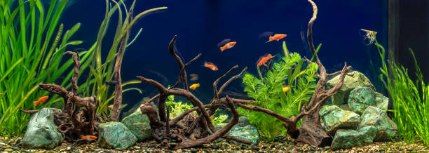freshwater aquarium with snags, green stones, tropical fish and water plants. - hobbies freshwater fish underwater panoramic imagens e fotografias de stock