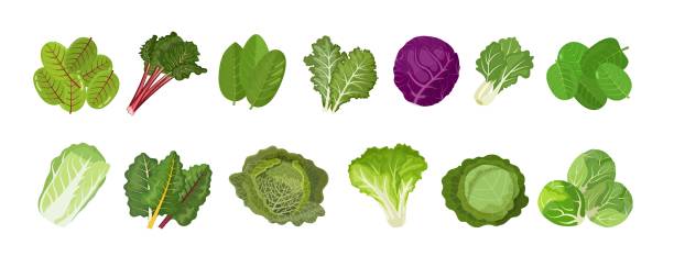 ilustrações de stock, clip art, desenhos animados e ícones de leaf vegetables and culinary herbs, cabbage, kale, lettuce, chard, spinach and other. vector illustration on white background - acelgas