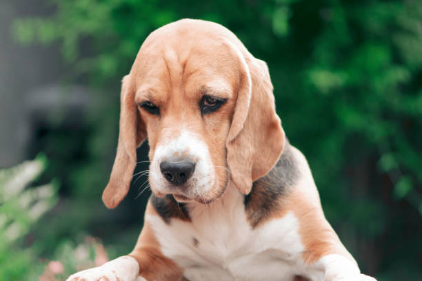 istock sad cute beagle dog in the garden 1417221440