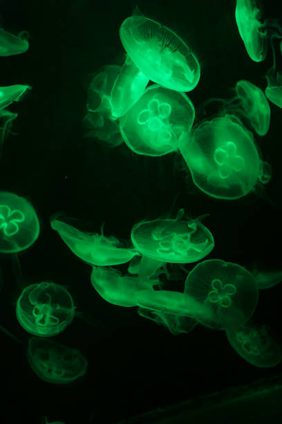 istock Jellyfish in the aquarium in dark 1417227842