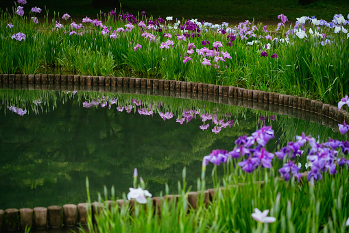 Purple colored Iris flowers in rainy season, June 2022