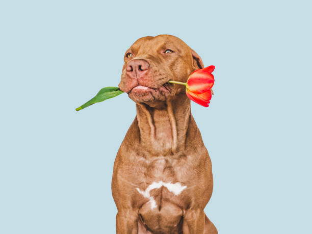 симпатичный, симпатичный коричневый щенок и яркие цветы - 11927 стоковые фото и изображения