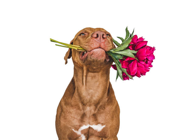 istock Lovable, pretty brown puppy and bright flowers 1417235329