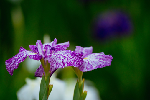 Purple colored Iris flowers in rainy season, June 2022