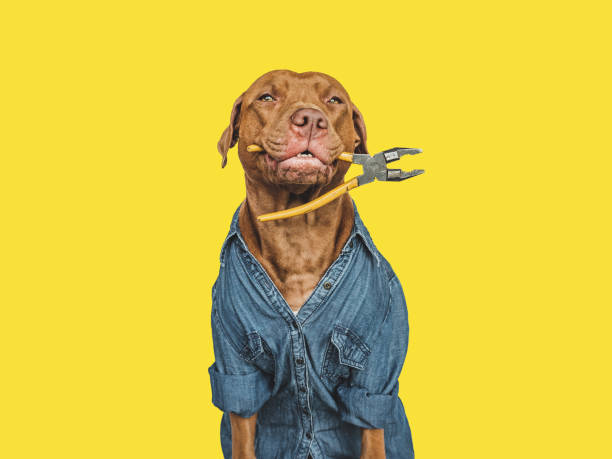 istock LABOR DAY. Lovable brown puppy and hand tools 1417237223