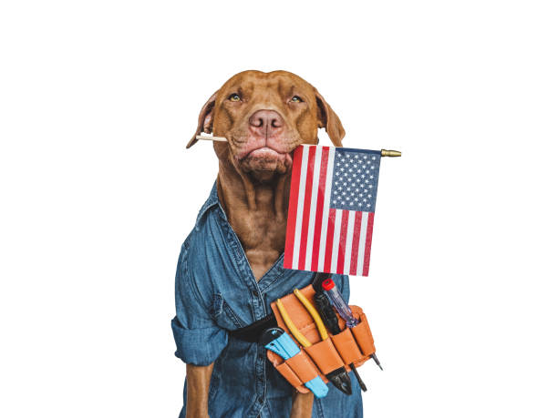 istock LABOR DAY. Lovable brown puppy and hand tools 1417237750