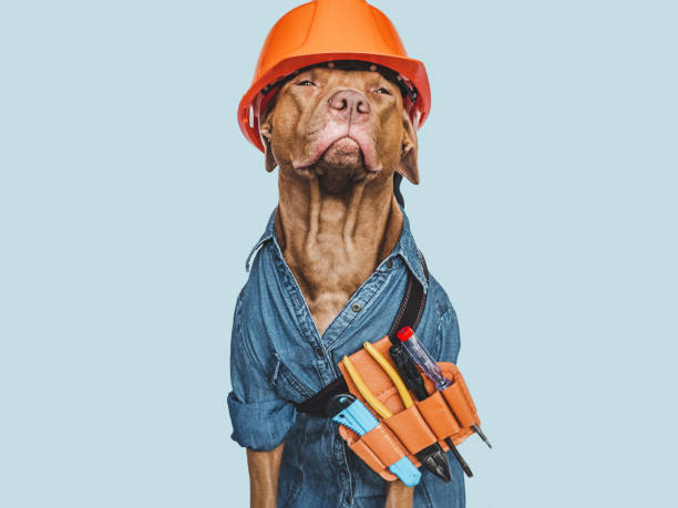 istock LABOR DAY. Lovable brown puppy and hand tools 1417237770