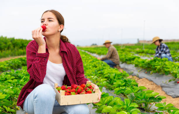 istock Young female farmer tasting freshly picked strawberry 1417238341