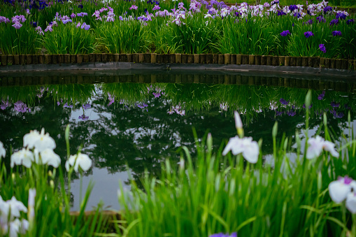 Colorful tulips along a pond in a park. Location is Keukenhof Gardens, Netherlands
