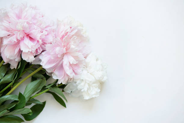 istock Pink and white peonies on white background. 1417248100