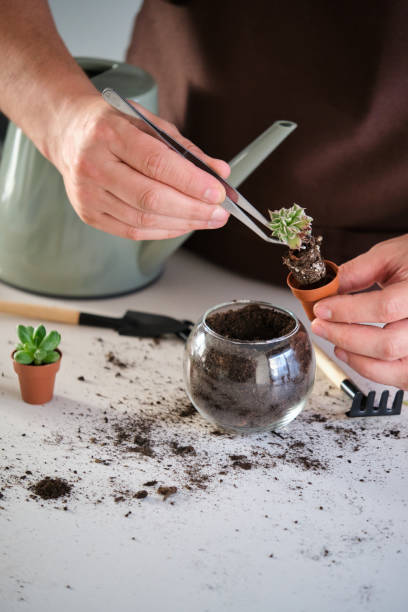 istock Man's hands using tweezers to repot a mini succulent plant. 1417249486