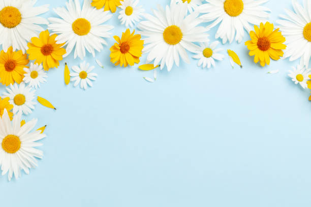 istock Chamomile garden flowers on blue background 1417250459