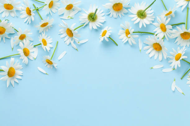 istock Chamomile garden flowers on blue background 1417250472