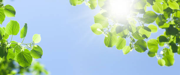 istock Tree branch with leaves in front of blue sunny sky 1417250606