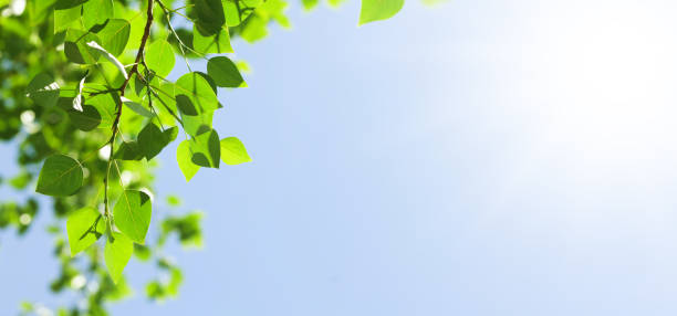 istock Tree branch with leaves in front of blue sunny sky 1417250934