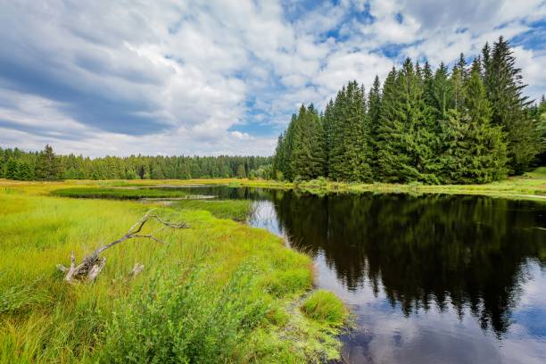 istock Scenic view of taiga landscape 1417256993