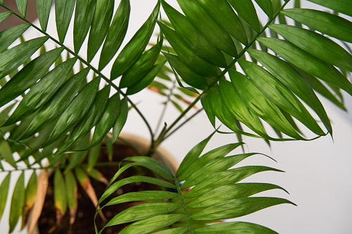 Close up of leaf of green house plant hamedorea. Concept of home gardening, urban jungle and urban garden.