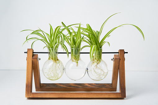 Home gardening - chlorophytum sprouts in glass jars with water. Concept of home gardening, urban jungle and urban garden.