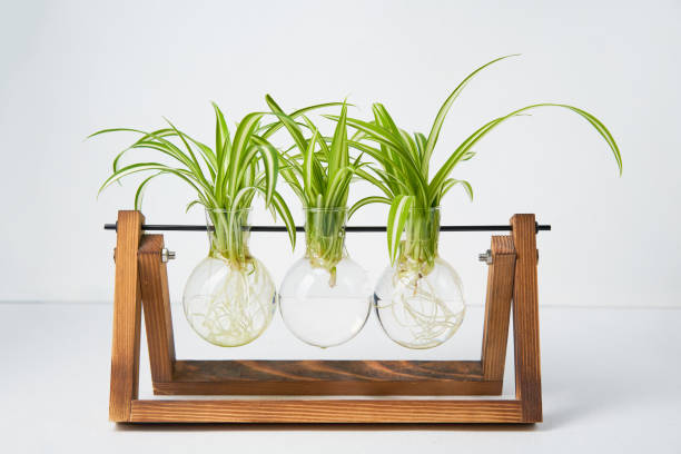 Home gardening - chlorophytum sprouts in glass jars with water. Home gardening - chlorophytum sprouts in glass jars with water. Concept of home gardening, urban jungle and urban garden. spider plant stock pictures, royalty-free photos & images
