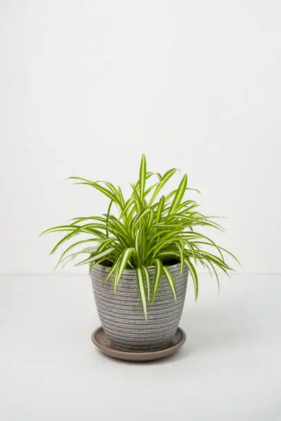 House plant Chlorophytum comosum in grey pot on white table. Concept of home gardening, urban jungle and urban garden.