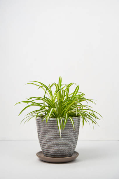 istock House plant Chlorophytum comosum in grey pot on white table. 1417260762