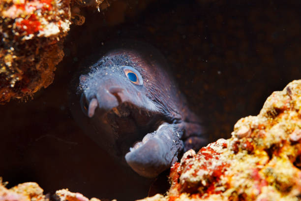 Moray Underwater scene Sea life