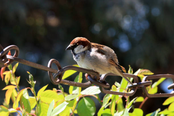 Italian sparrow male - Passer italiae