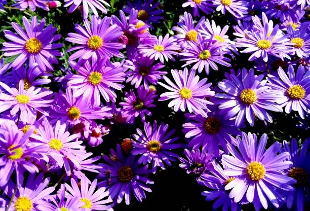 istock Close up of flowers in spring and summer 1417265218