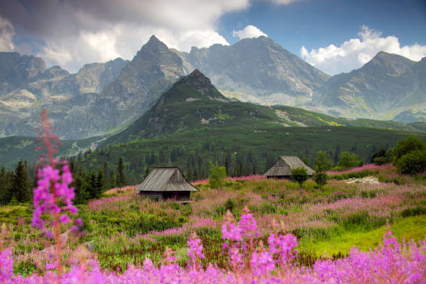 хала гасиеникова в татрах, горный пейзаж в цвету (epilobium angustifolium). - tatry стоковые фото и изображения