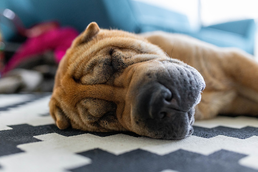 Close up of a visually impaired Shar-Pei pet dog sleeping on the floor.