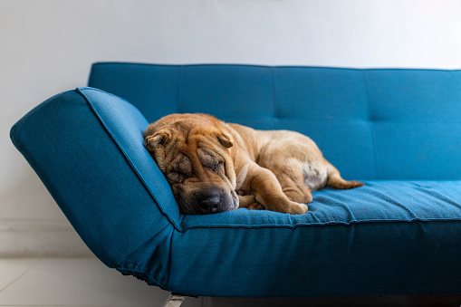 Visually impaired Shar-Pei pet dog sleeping on a vibrant blue sofa.