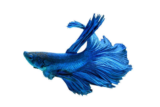 Blue fighting fish isolated on white background. This has clipping path. Blue fighting fish isolated on white background. This has clipping path. siamese fighting fish stock pictures, royalty-free photos & images