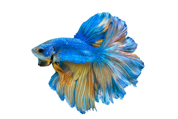 istock Blue fighting fish isolated on white background. This has clipping path. 1417274134
