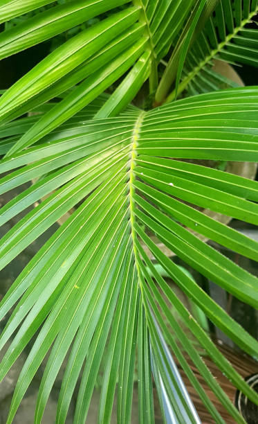 istock A coconut bonsai plant 1417276007