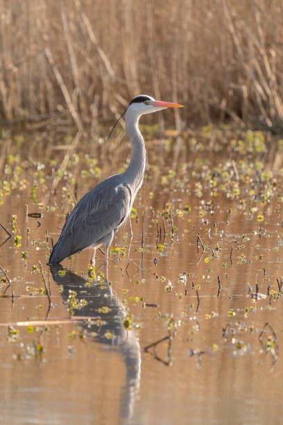 bella pesca dell'airone cenerino (ardea cinerea). - gray heron foto e immagini stock