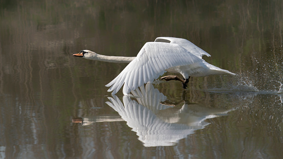 Hermoso cisne mudo (Cygnus olor) despegando del agua. photo