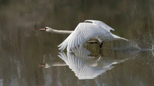 Photo of Beautiful Mute Swan (Cygnus olor) taking off from water.