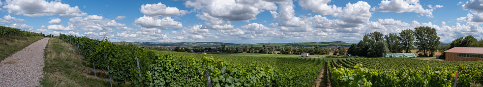 Panoramic shot of the vineyards near Bretzenheim/Germany in Rhineland-Palatinate under a sky with fleecy clouds