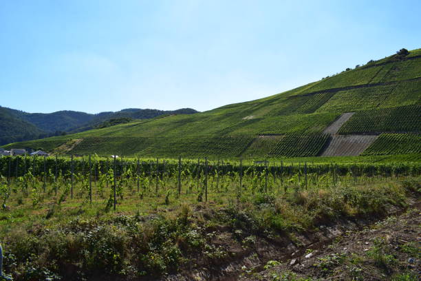istock Ahr valley vineyards, lowest part 1417278591