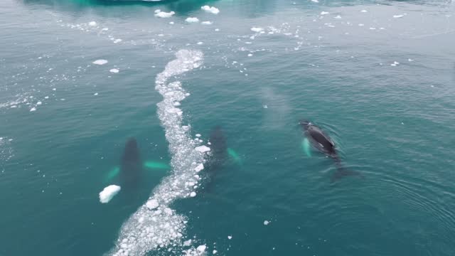 three Humpback Whale swimming in the middle of icebergs in Ilulissat Icefjord, Greenland