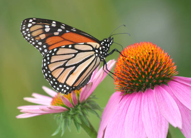 istock Monarch Butterfly on Purple Coneflower 1417278999